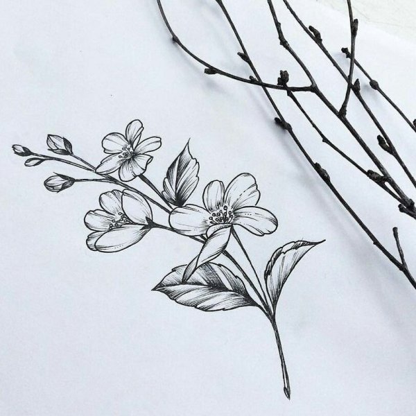 Эскиз веточка с цветами