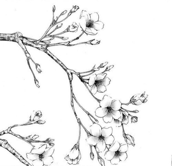 Сакура черно белая