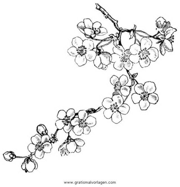 Ветка Сакуры