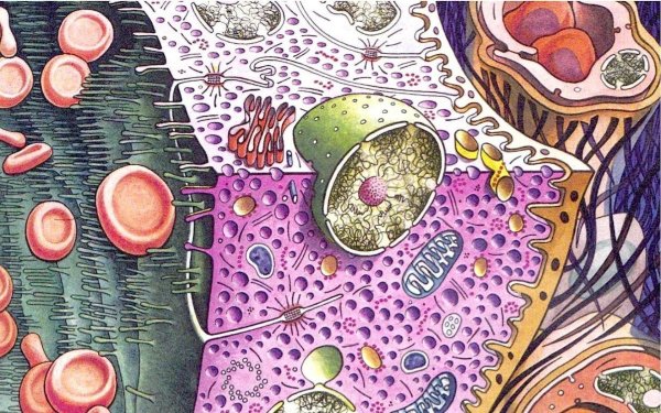 Анатомия цитология гистология