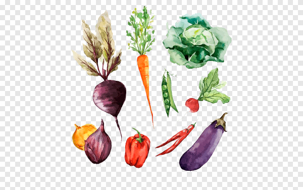 Овощи на белом фоне нарисованные