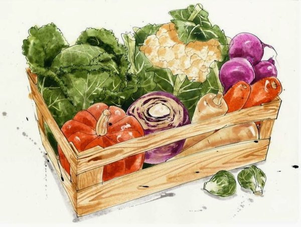 Нарисовать овощи акварелью