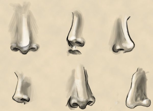 Нос Графика