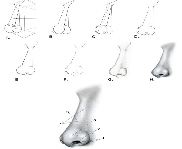 Нос с горбинкой рисунок