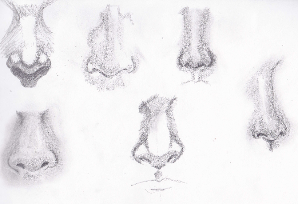 Наброски носа