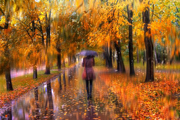 Осенний дождливый парк