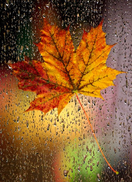 Осенний ливень