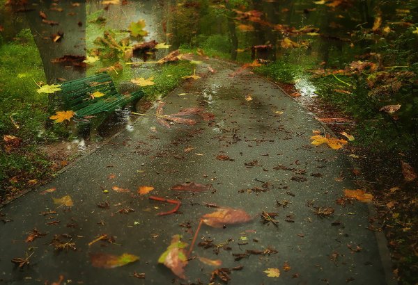 Листопад ранний