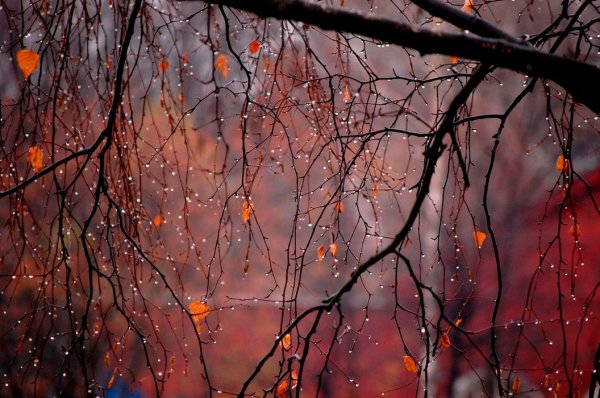 Осень дождь