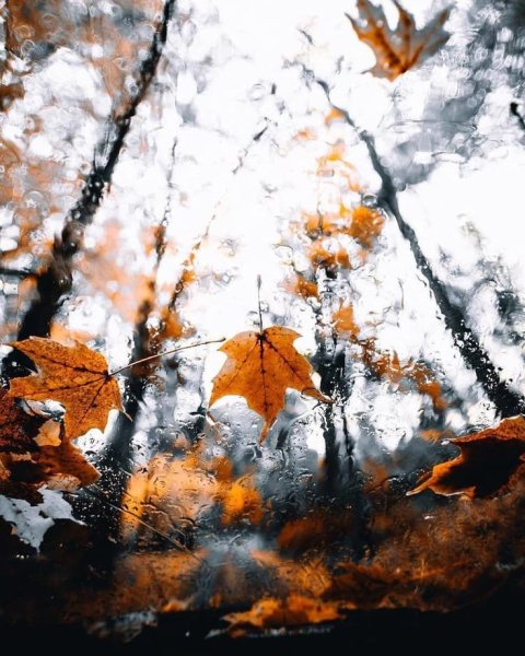 Дождь осенью