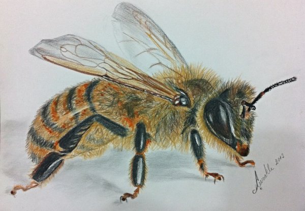 Пчелки милые иллюстрации