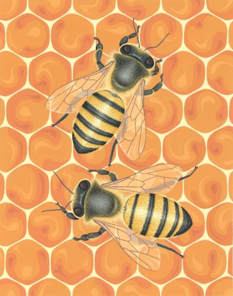 Пчелка Юлия