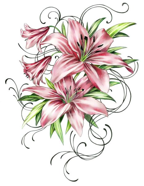 Лилия рисунок