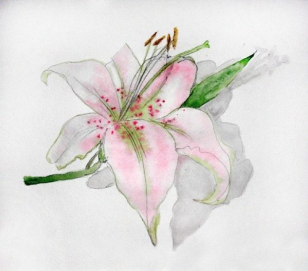 Букет лилий рисунок карандашом