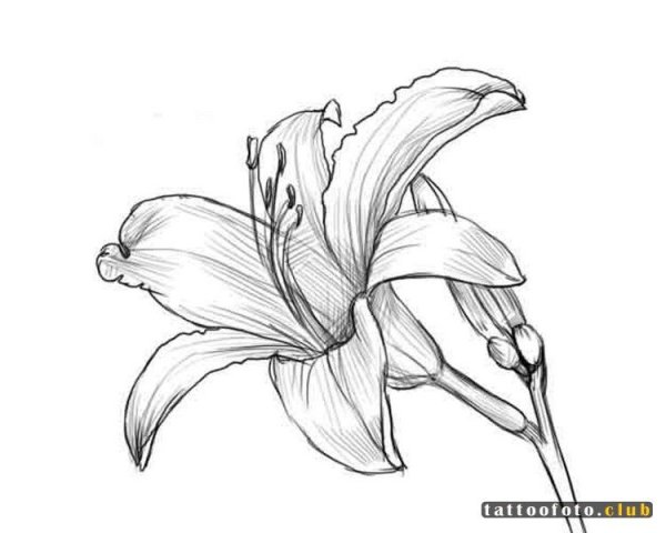 Рисунки цветов для срисовки