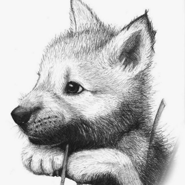 Рисунки животных