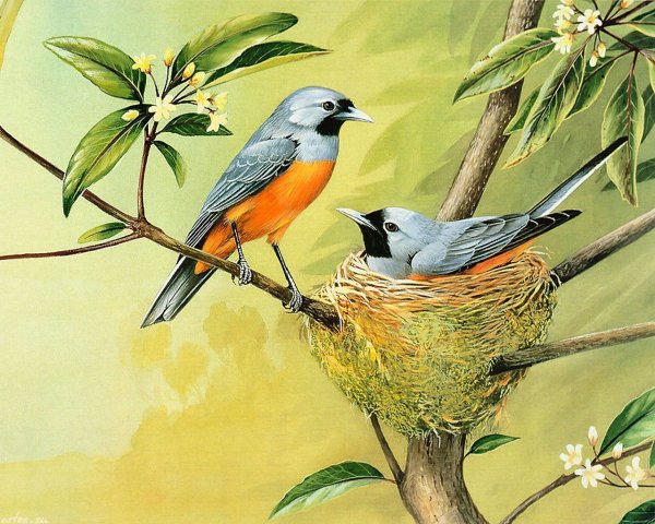 Птицы художника Eric Shepherd