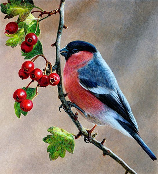 Снегирь на ветке рябины