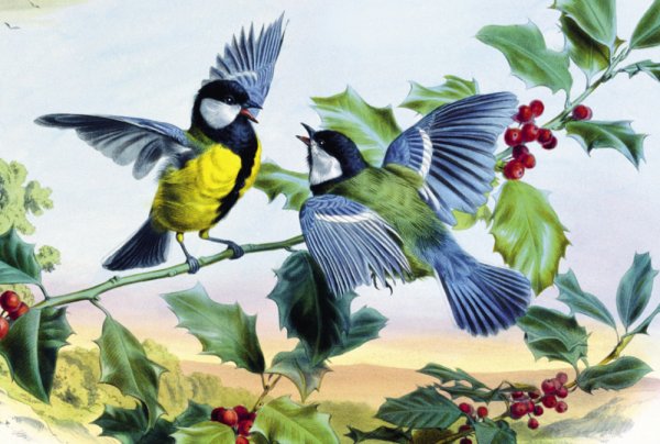 Синичка на ветке для детей