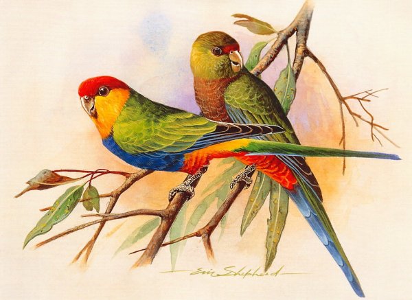 Художник Эрик Шеферд