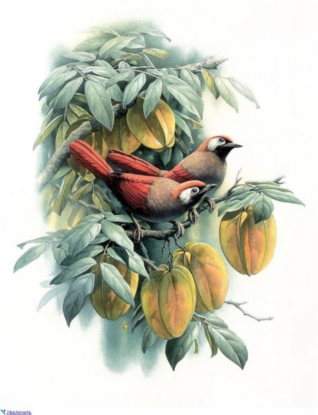 Zeng Xiao Lian птицы