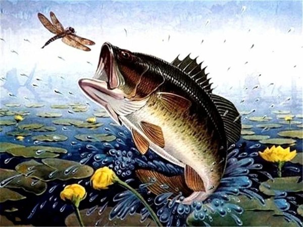 Хищная Речная рыба