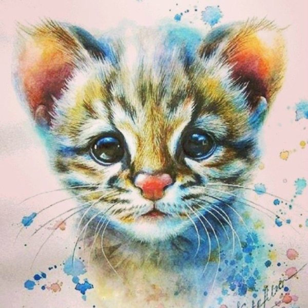 Красивая белая кошка с голубыми глазами