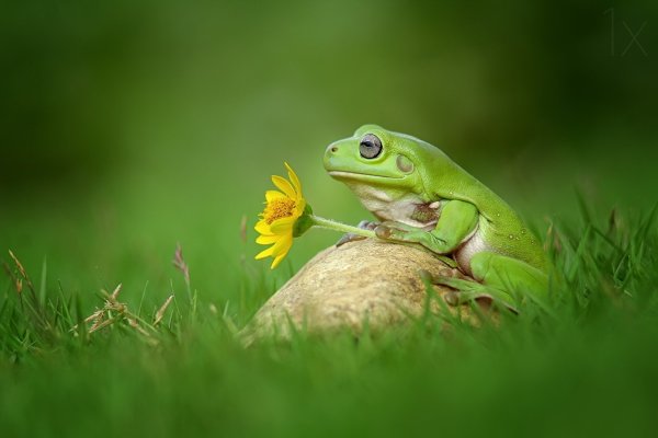 Лягушка Луговая