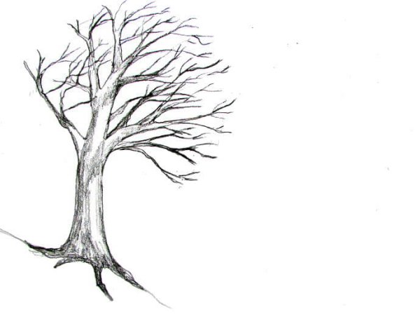 Раскраска дерево без листьев