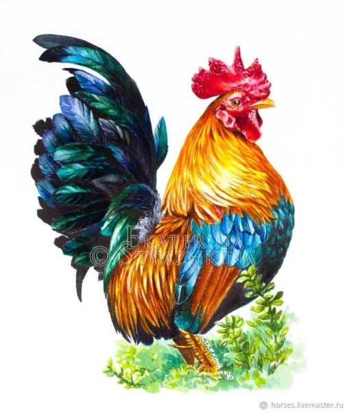 Красочный петух
