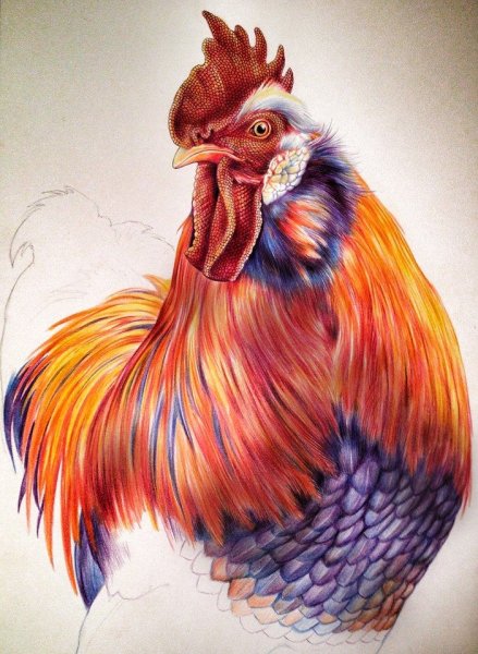 Петух цветной