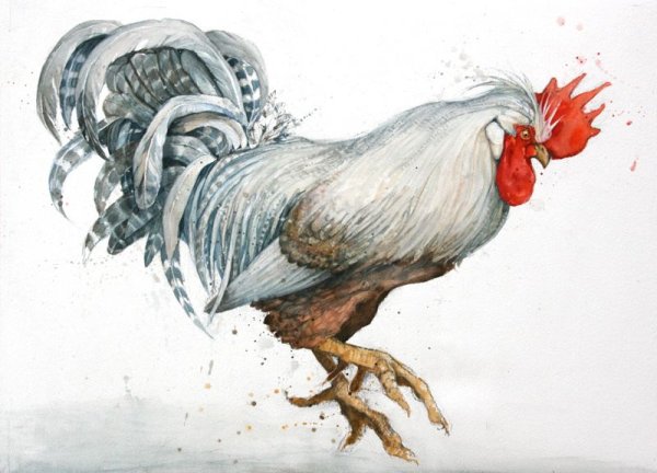Петух на белом фоне для декупажа