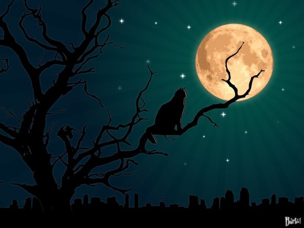 Коты на фоне Луны