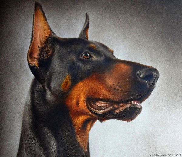 Доберман портрет
