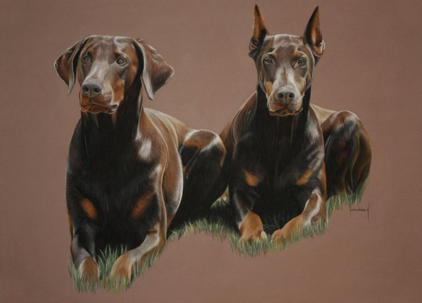 Доберман в профиль