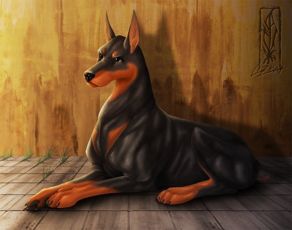 Доберман пинчер референс