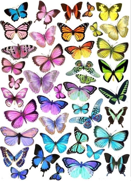 Красивые разноцветные бабочки