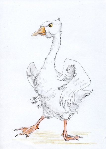 Зарисовка гуся