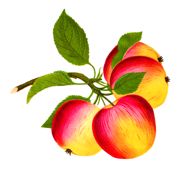 Яблоня раскраска