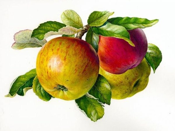 Поэтапное рисование яблони с яблоками для детей