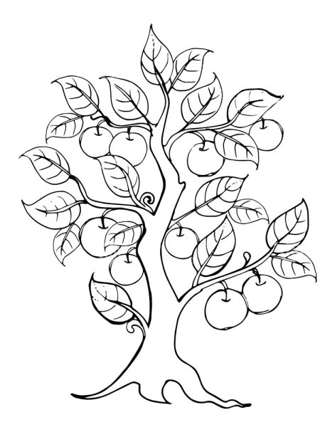 Фруктовые деревья для детей