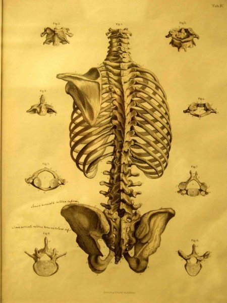 Человеческое сердце арт
