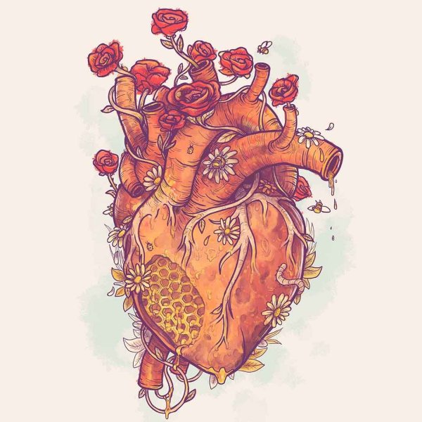 Анатомические иллюстрации