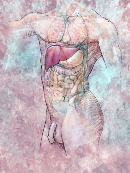 Зарисовки анатомии на дорске