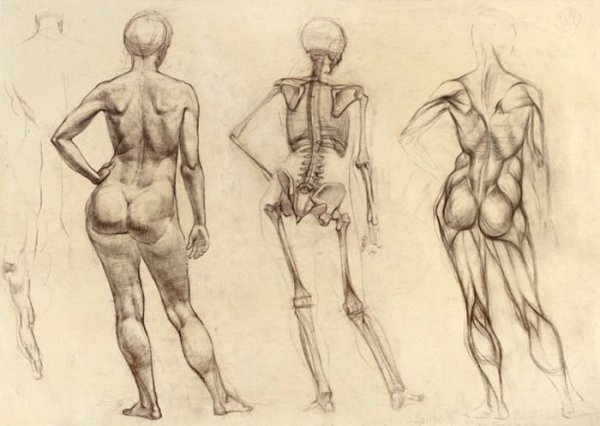 Анатомия тела со спины