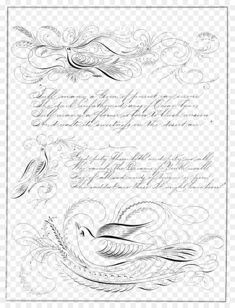 Каллиграфическое рисование Spencerian