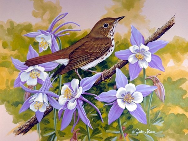 Джон Слоан цветы