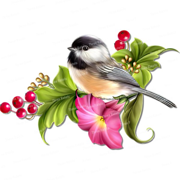 Весенние птицы на белом фоне