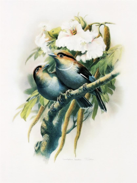 Zeng Xiao Lian птицы