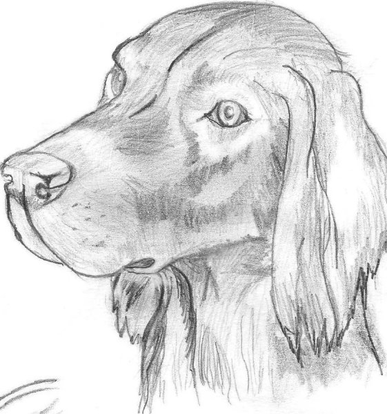 Красивые рисунки животных